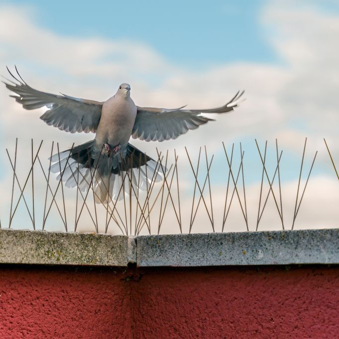 Oiseau en vol au-dessus de pics anti-pigeons installés sur un muret