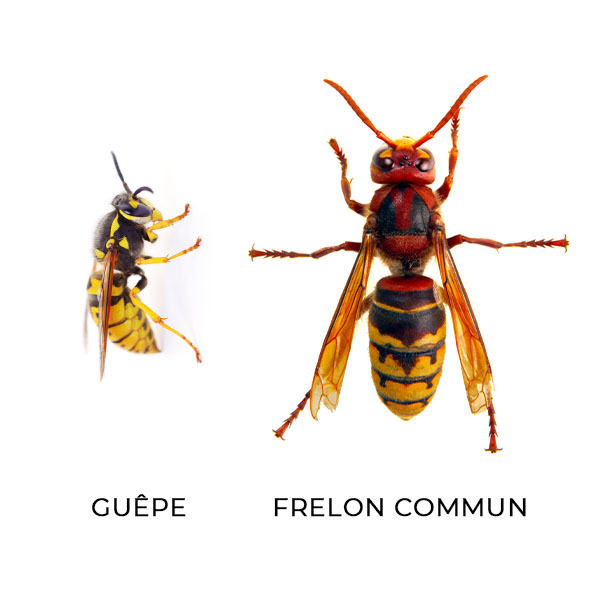 Comparaison entre une guêpe et un frelon commun